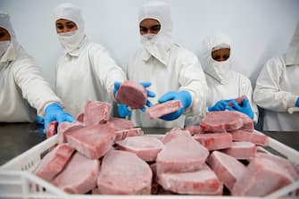 Workers select and clean frozen tuna steaks before packaging at the Grupo Pinsa SA processing plant in Mazatlan, Mexico, on Thursday, Sept. 29, 2015. In April the World Trade Organization (WTO) ruled that dolphin-safe labels for canned tuna discriminated against Mexico. The U.S. has appealed the ruling and a final decision is expected later this year. Photographer: Susana Gonzalez/Bloomberg via Getty Images