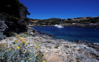 Yellow flowers along the coast at Cala Spalmatoio, Giannutri island, Tuscan Archipelago National Park, Tuscany, Italy.