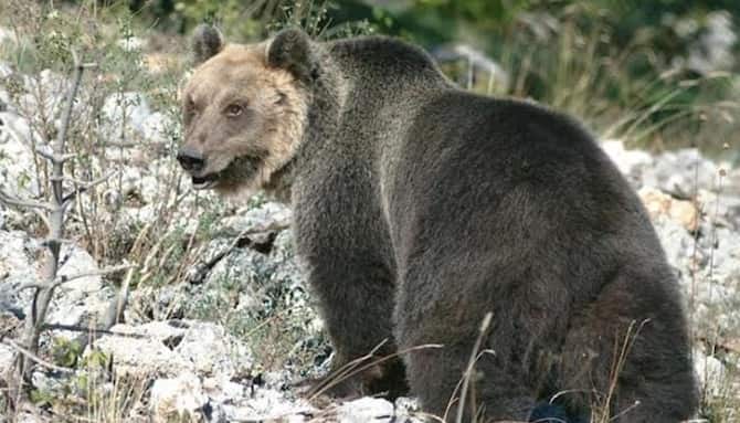 Spray anti-orso, le regole per il Corpo forestale trentino - Notizie 