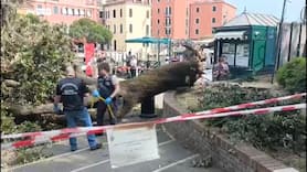 Albero crollato a Venezia, gravi le condizioni di una 39enne