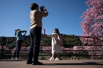 KAWAZU, JAPAN - FEBRUARY 20: Tourists take photographs of Kawazu-zakura cherry trees in bloom on February 20, 2023 in Kawazu, Japan. In the small town on the east coast of the Izu Peninsula, a type of cherry blossom that begins to flower two months earlier than the normal type of cherry will be in full bloom at the end of February. (Photo by Tomohiro Ohsumi/Getty Images)