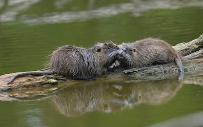 Udine, virale la locandina della Sagra della Nutria: la goliardata