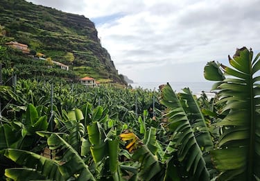 Le piantagioni di banane al Sud