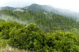 Full frame shot of a glimpse of a lush forest on a rainy day. Horizontal composition with lot of copy space.