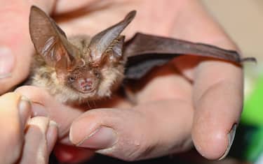 Una zoonosi che circola nei pipistrelli