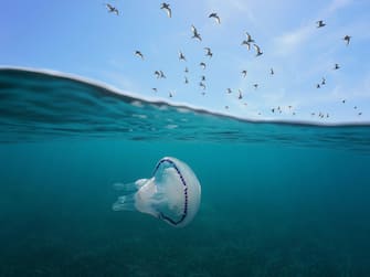 Mediterranean gulls flying in the sky with a barrel jellyfish underwater, split view above and below water surface, Spain, Costa Brava, Catalonia
