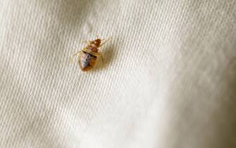 Common bedbug (Cimex lectularius) on bedsheet
