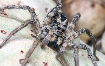 Wolf Spiders are found throughout Australia. They are robust, agile hunters that live on the ground in leaf litter or burrows. They are often found in lawns and gardens. 

Their eyes shine if you spot them under torchlight. They are anywhere between 1.2 to 5 centimetres in size.
