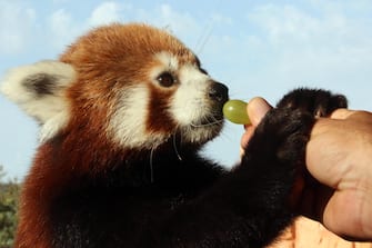 epa10882084 A man feeds a red panda  with grapes in the Attica Zoological Park in Spata, east of Athens, on 25 September 2023. Red panda is a small mammal native to the eastern Himalayas and southwestern China and belongs to the endangered species. They spend more of their time on trees and sleep over 12 hours per day.  EPA/ORESTIS PANAGIOTOU