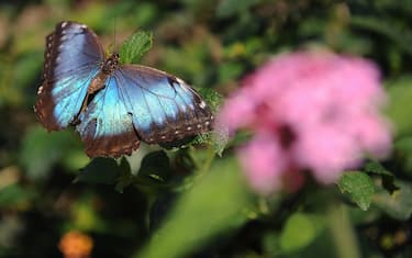 farfalla_blu_getty_biodiversita