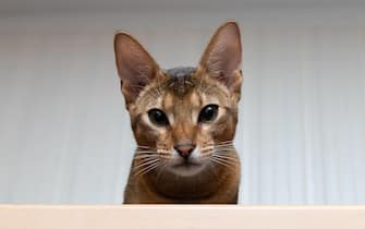 Portrait of curious abyssinian cat