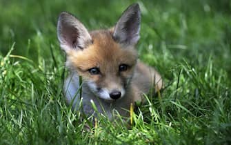 epa05337109 A photo made available on 30 May 2016 shows a fox cub resting in the garden of animal caretaker Reka Soter's house in Pomaz, Hungary, 29 May 2016. The little fox, that was given the name 'Pixie' was found ill and is now being raised by Reka Soter and growing up with her dogs from an animal shelter.  EPA/ATTILA KOVACS HUNGARY OUT