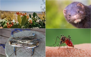 esempi di piante e animali specie aliene invasive