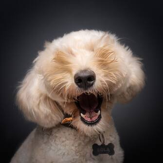 The Comedy Pet Photography Awards 2024
Bernard Sim
Singapore
Singapore
Title: Peek-a-boo
Description: Look ma, no eyes!
Animal: Golden Doodle
Location of shot: Singapore