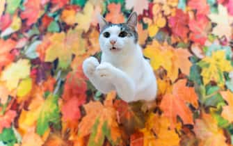 The Comedy Pet Photography Awards 2023
Kazutoshi Ono
Miyagi Sendai
Japan

Title: Pop up
Description: He seems to pop out of the autumn leaves, doesn't he?
Animal: my rescued cat
Location of shot: my house