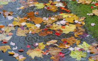 Raining, fallen leave in puddle.