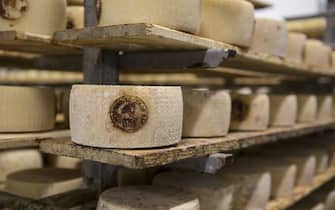 pecorino