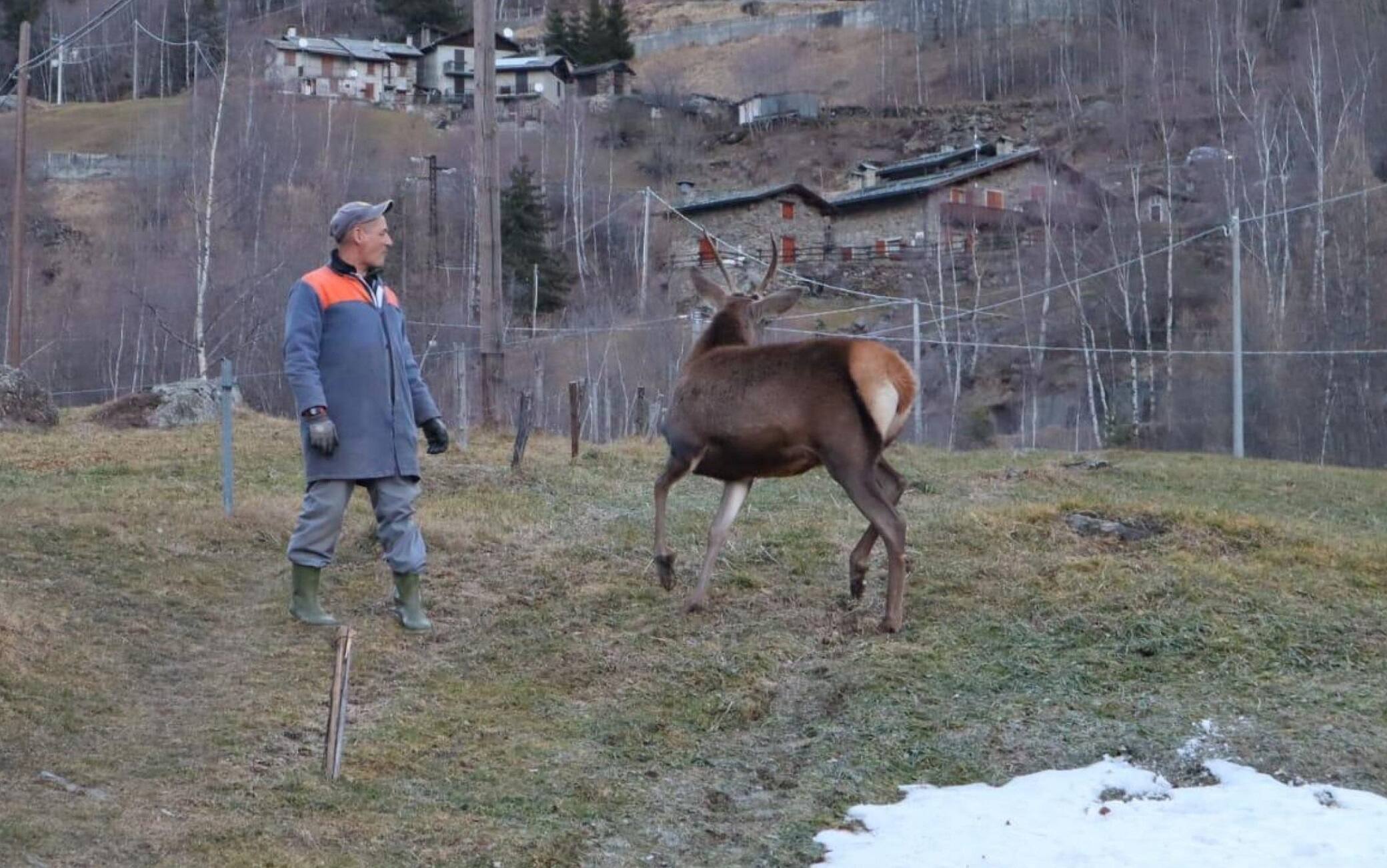 Bambi, un cerbiatto raccolto nel bosco due anni fa da un cavatore-allevatore del posto, adottato dalla sua famiglia che, però, ora rischia di perderlo, Sondrio, 19 Agosto 2022. ANSA/MICHELE PUSTERLA