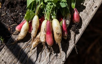 Photo of a large bunch of freshly harvested radishes in the sun