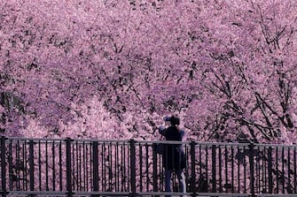 TOKYO, JAPAN - 2024/03/08: A woman takes photos under the Kanzakura cherry trees in full bloom in Ueno Park, Tokyo. Kanzakura cherry trees herald the early arrival of spring in Tokyo. (Photo by James Matsumoto/SOPA Images/LightRocket via Getty Images)