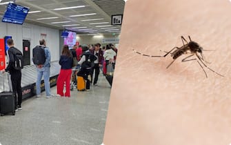 dengue zanzara