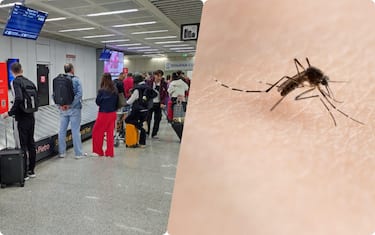Allarme Dengue in Italia: circolare del ministero in arrivo la prossima settimana