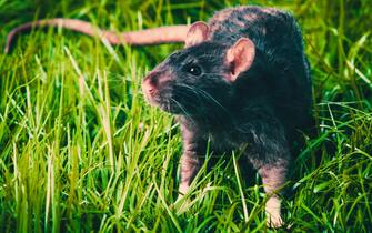 il ratto nero