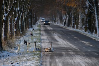 28 November 2023, Saxony-Anhalt, KlÃ¶tze: Swans sit on the edge of a country road that is still covered in snow and ice. The previous night it had snowed in large parts of Saxony-Anhalt down to the lowlands. It is expected to remain cold so that the snow will stay for some time. Photo: Klaus-Dietmar Gabbert/dpa (Photo by Klaus-Dietmar Gabbert/picture alliance via Getty Images)