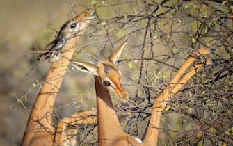 gerenuk