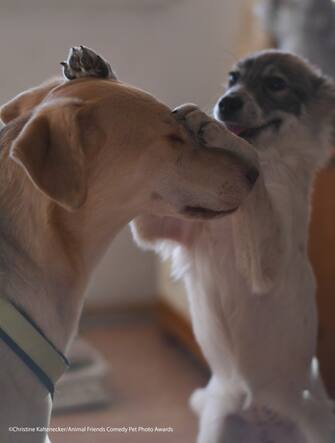 Le foto dei 40 finalisti all'Animal Friends Comedy Pet Photo Awards