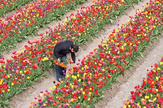 Tulips