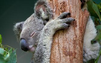 Koala in eucalyptus tree, Queensland, Australia