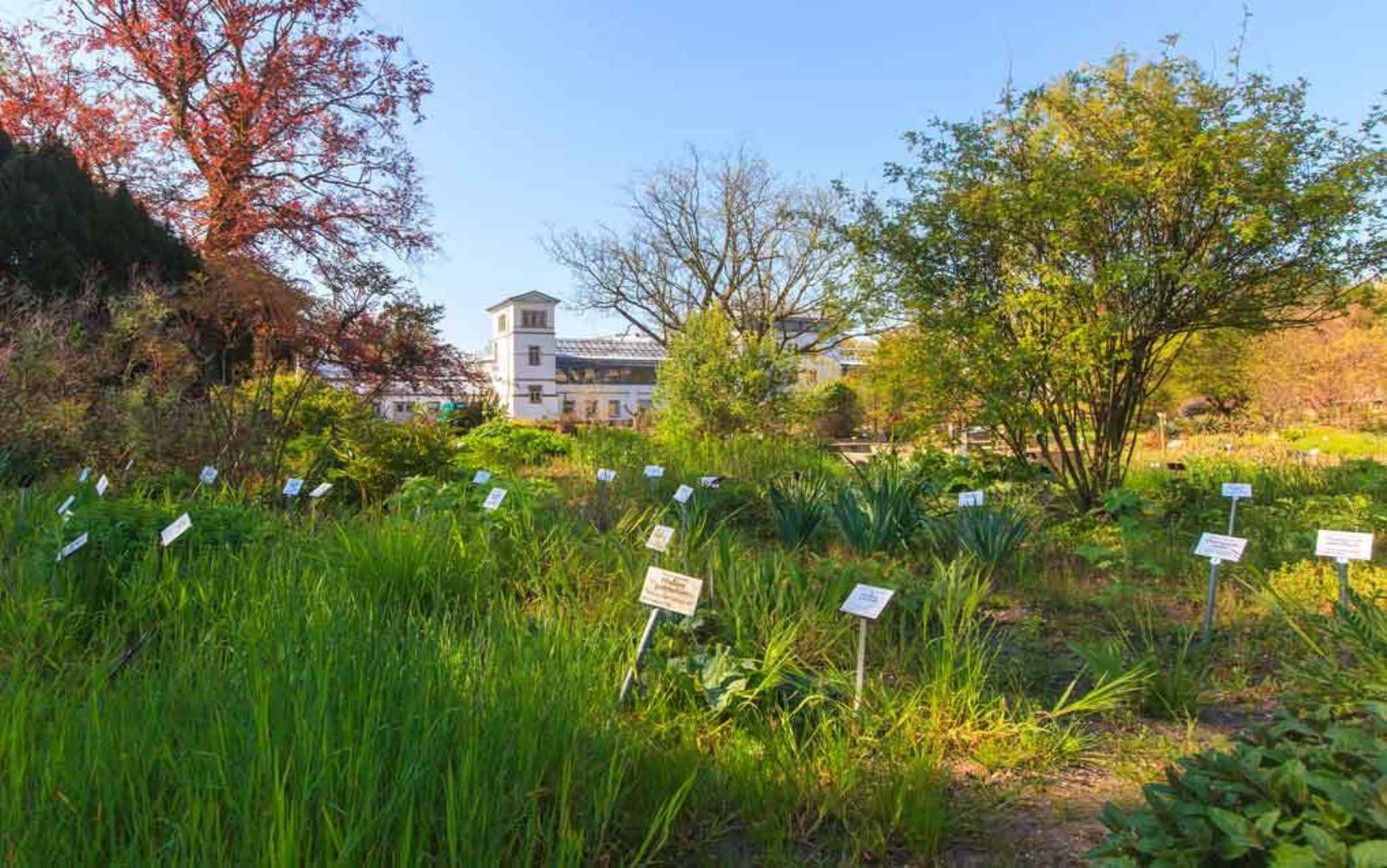 Lipsia, il più antico giardino botanico della Germania. Foto: Swen Reichhold