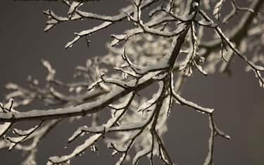 Snow on tree branches during a light snowfall in Toronto, Ontario, Canada, on January 22, 2023. (Photo by Creative Touch Imaging Ltd./NurPhoto via Getty Images)