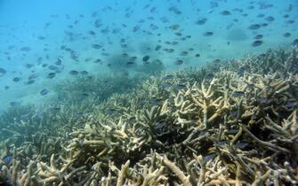 Un dettaglio della barriera corallina a Great Keppel Island, Queensland, Australia