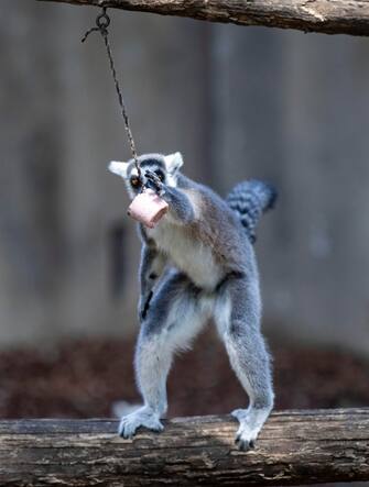 Bioparco, cibo fresco per gli animali contro il caldo