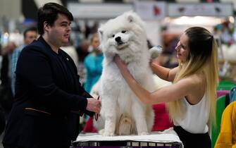 Samoyeds are groomed ahead of showing during the second day of the Crufts Dog Show at the Birmingham National Exhibition Centre (NEC). Picture date: Friday March 10, 2023.