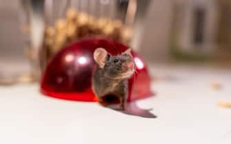 Cute laboratory mouse emerging from a red dome shelter
