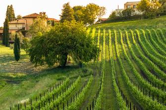 Marostica (Marsan) -Cabernet / Merlot grape vineyards in spring,