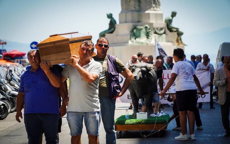 Il corteo degli allevatori di bufale a Napoli