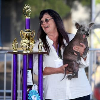 Scooter wins the World's Ugliest Dog competition in Petaluma, California. The Chinese Crested rescue dog with deformed back legs and a protruding tongue - owned by Linda Elmquist-  stole the show at the annual event which celebrates unconventional beauty.



Pictured: scooter,linda elmquist

Ref: SPL8521904 230623 NON-EXCLUSIVE

Picture by: SplashNews.com



Splash News and Pictures

USA: 310-525-5808
UK: 020 8126 1009

eamteam@shutterstock.com



World Rights,