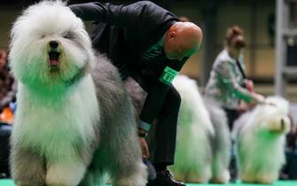 Old English Sheepdogs take to the show ring during the second day of the Crufts Dog Show at the Birmingham National Exhibition Centre (NEC). Picture date: Friday March 10, 2023.
