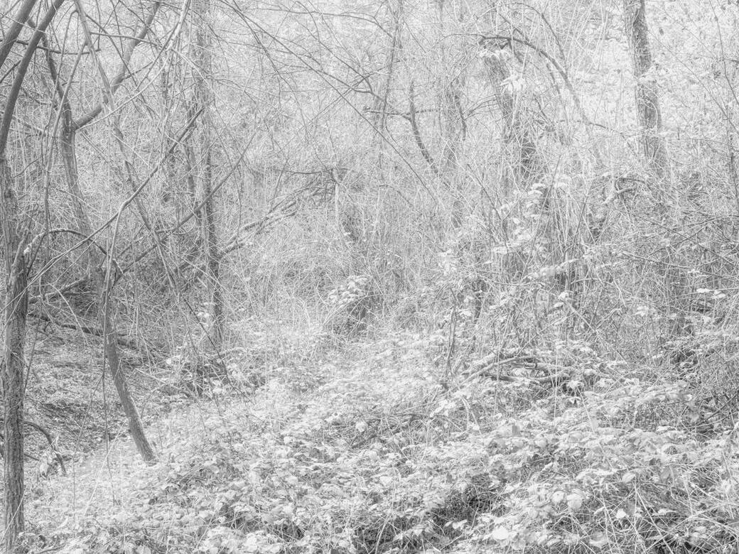 Olga Cafiero, dal progetto Cultus Langarum, 2025