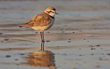A kentish plover spent the whole day hidden in a sand hole awaiting the sunset, when the beach is empty, and now it's ready to go on the water's edge to hunt.