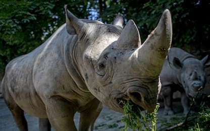 Rinoceronti, sarebbero i picchi ad avvisarli del pericolo bracconaggio