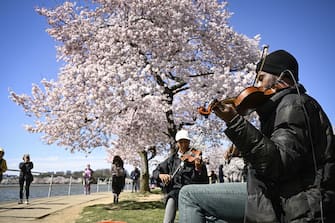 WASHINGTON D.C., UNITED STATES - MARCH 18: People play violin as visitors enjoy the cherry blossoms trees in peak bloom at the Tidal Basin in Washington DC on Monday, March 18, 2024. (Photo by Celal Gunes/Anadolu via Getty Images)
