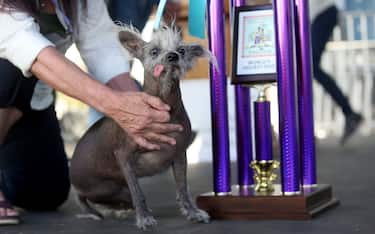 Scooter wins the World's Ugliest Dog competition in Petaluma, California. The Chinese Crested rescue dog with deformed back legs and a protruding tongue - owned by Linda Elmquist-  stole the show at the annual event which celebrates unconventional beauty.



Pictured: scooter,linda elmquist

Ref: SPL8521904 230623 NON-EXCLUSIVE

Picture by: SplashNews.com



Splash News and Pictures

USA: 310-525-5808
UK: 020 8126 1009

eamteam@shutterstock.com



World Rights,