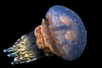 Mastigias-Schirmqualle (Mastigias papua), Palau, Mikronesien | Mastigias jellyfish (Mastigias papua), Palau, Micronesia