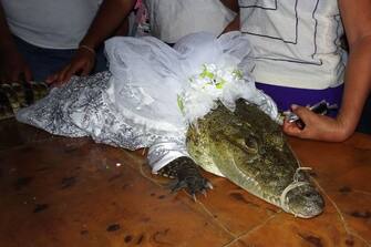 A spectacled caiman (Caiman crocodilus) called "La NiÃ±a Princesa" ("The Princess Girl"), dressed as a bride, is seen before being married to the Mayor in San Pedro Huamelula, Oaxaca state, Mexico on June 30, 2023. This ancient ritual of more than 230 years unites two ethnic groups in marriage to bring prosperity and peace. The spectacled caiman (Caiman crocodilus) is paraded around the community before being dressed as a bride and marrying the Mayor. According to beliefs, this union between the human and the divine will bring blessings such as a good harvest and abundant fishing. (Photo by RUSVEL RASGADO / AFP) (Photo by RUSVEL RASGADO/AFP via Getty Images)