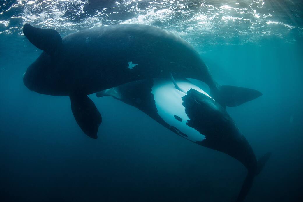 43_©_Richard_Robinson_Wildlife_Photographer_of_the_Year.jpg